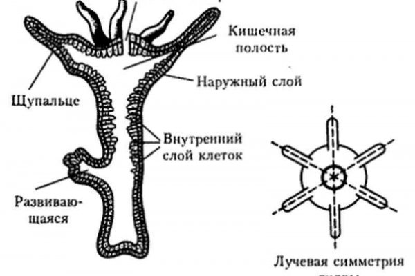 Кракен нарка шоп